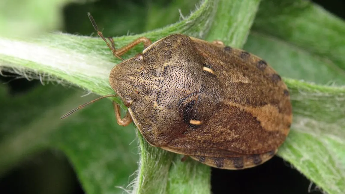 Bucureştiul, invadat de o specie de insecte sâcâitoare. Au venit, s-au înmulţit şi ne terorizează cu mirosul lor