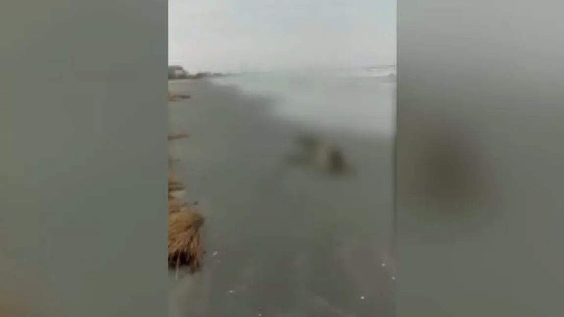 Porci mistreţi, găsiţi morţi pe plaja din Mamaia VIDEO