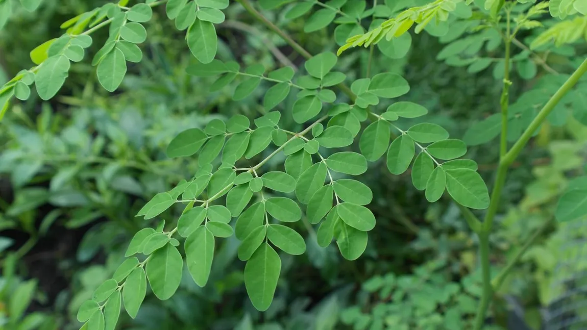 Planta care poate vindeca cinci tipuri de cancer