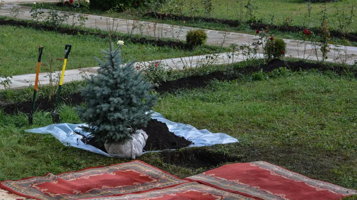 Nu planta niciodată UN BRAD lângă casă! Este de rău augur