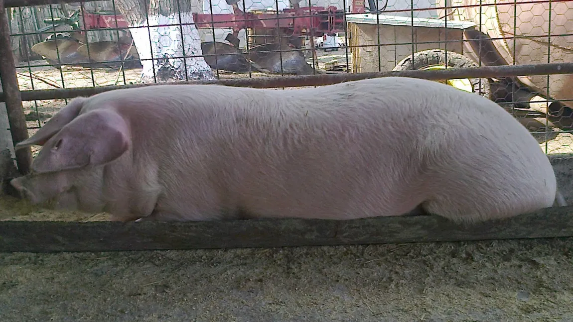 Ajutoare de stat pentru crescătorii de porci. Cum se pot obţine mii de euro anual