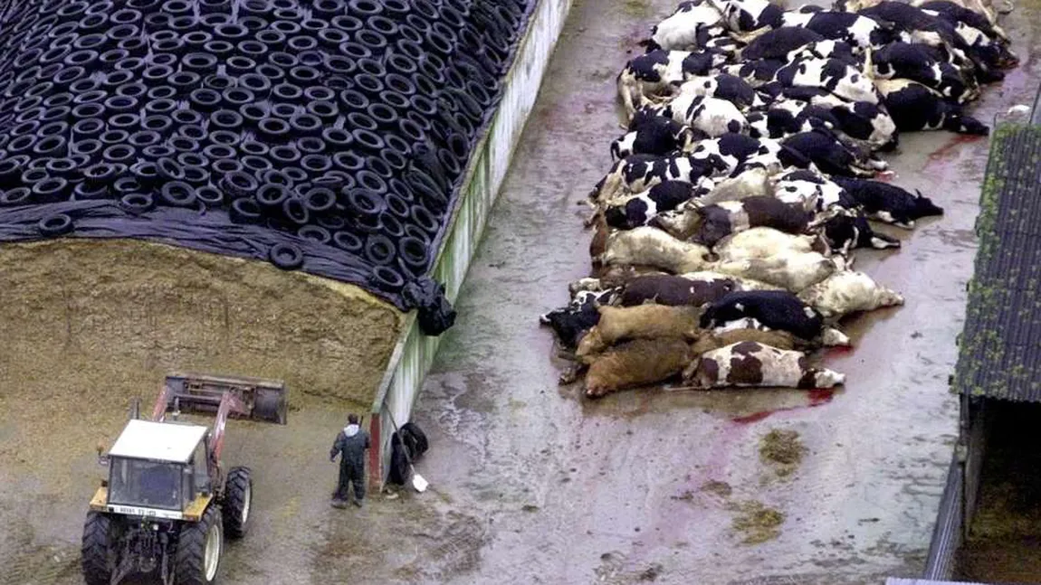 Boala vacii nebune revine în Europa. A fost descoperit un caz în nord-estul Spaniei