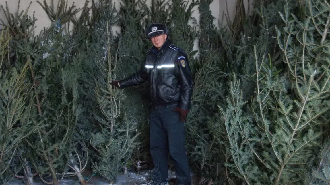 Aproape 400 de pomi de Crăciun, confiscaţi de poliţişti