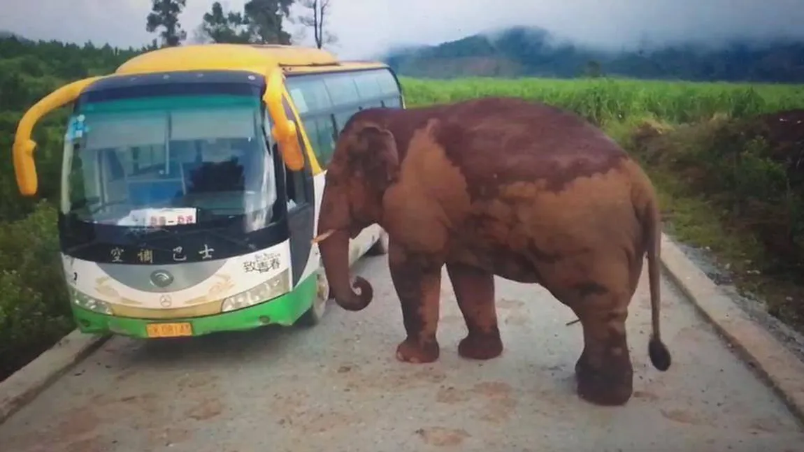 Un elefant asiatic şi-a făcut de cap pe o şosea din China. S-a 