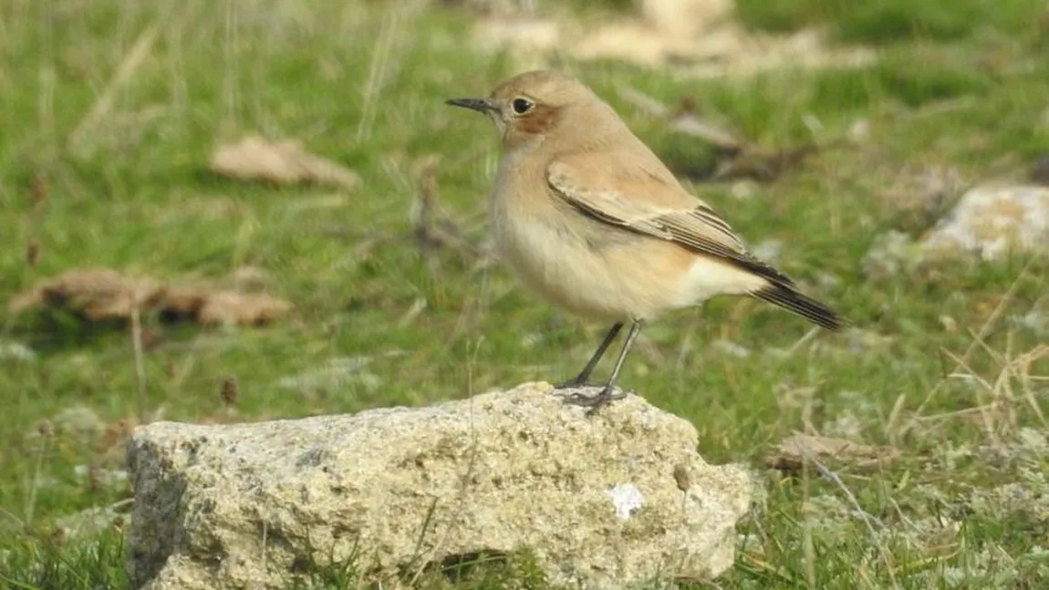 O nouă specie de pasăre a fost descoperită în fauna României: pietrarul de deşert