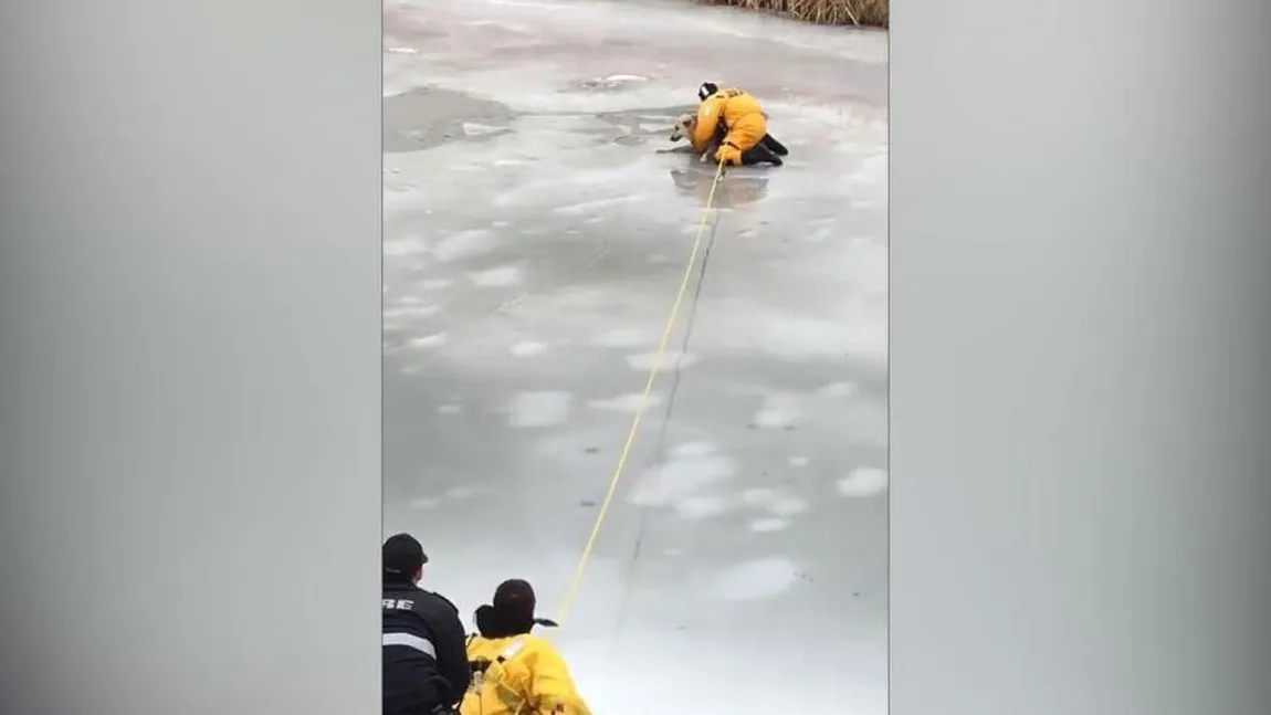 Cum a fost salvat un câine dintr-un râu îngheţat. Efort extraordinar al pompierilor VIDEO