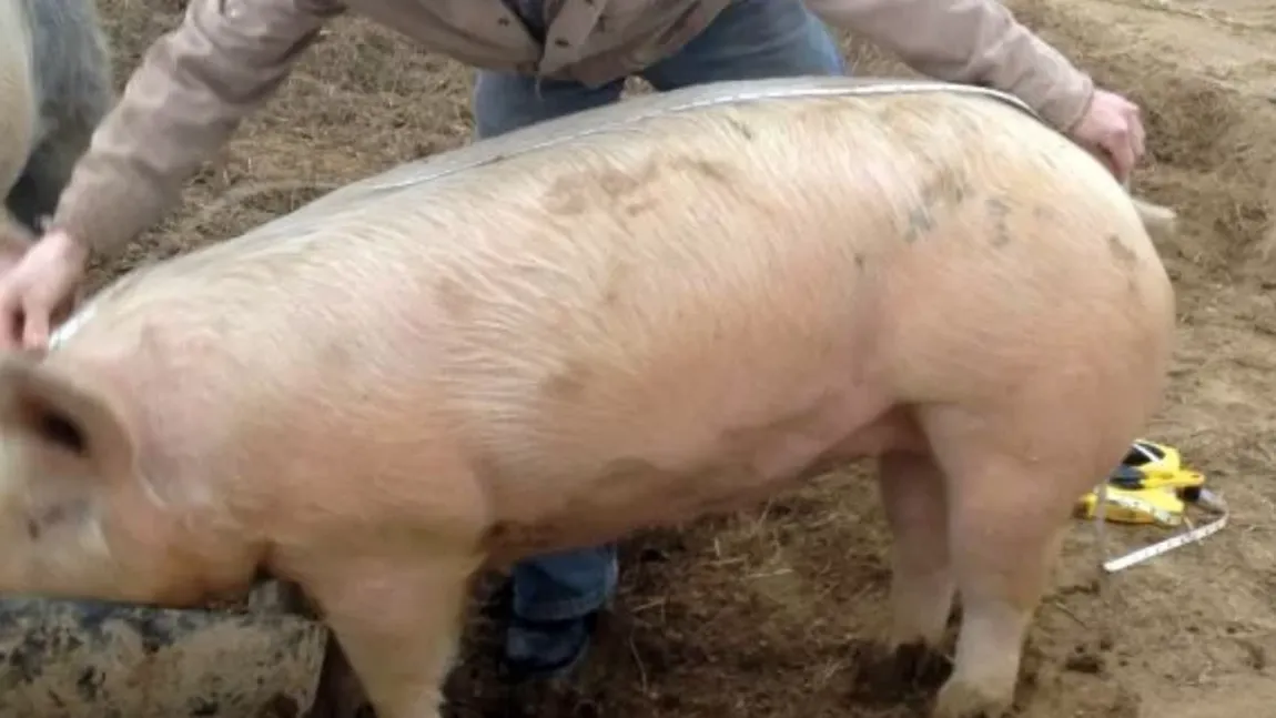 Cum poţi afla GREUTATEA UNUI PORC fără a apela la cântar. Metoda de CALCUL CARE NU DĂ GREŞ