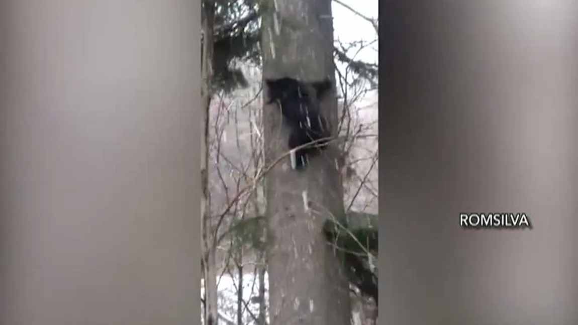 Imagini spectaculoase surprinse la Vidraru. O ursoaică şi puii ei au fost filmaţi de pădurari VIDEO