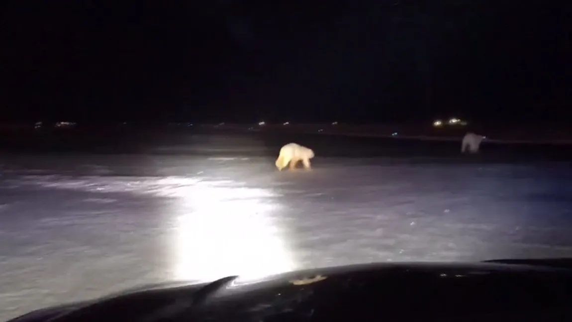Doi urşi polari au ocupat un aeroport. Cei doi se joacă toată ziua pe pistă VIDEO