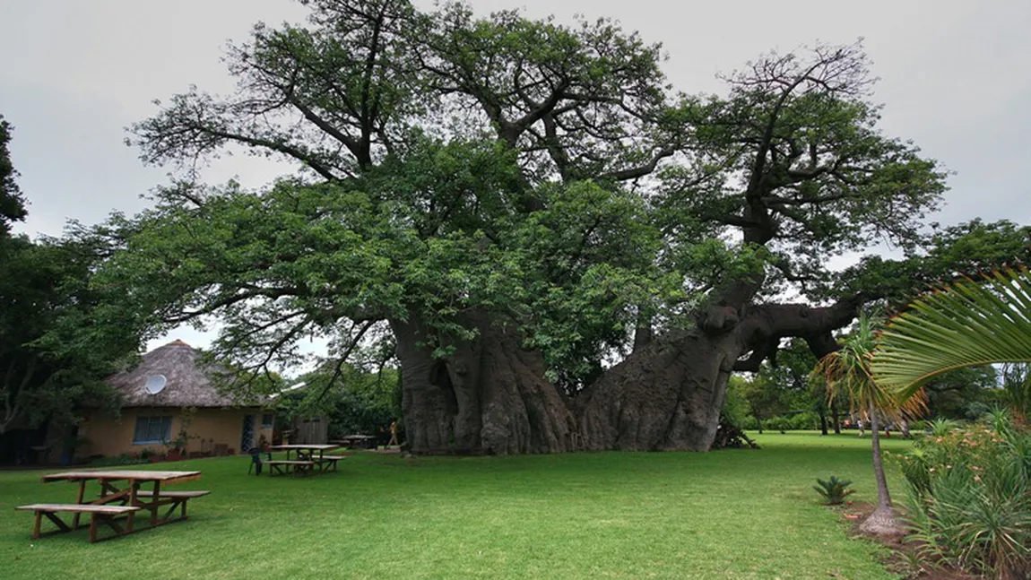 Au găsit un copac vechi de 1000 de ani, iar trunchiul avea o uşă secretă. Este ireal ce au descoperit!