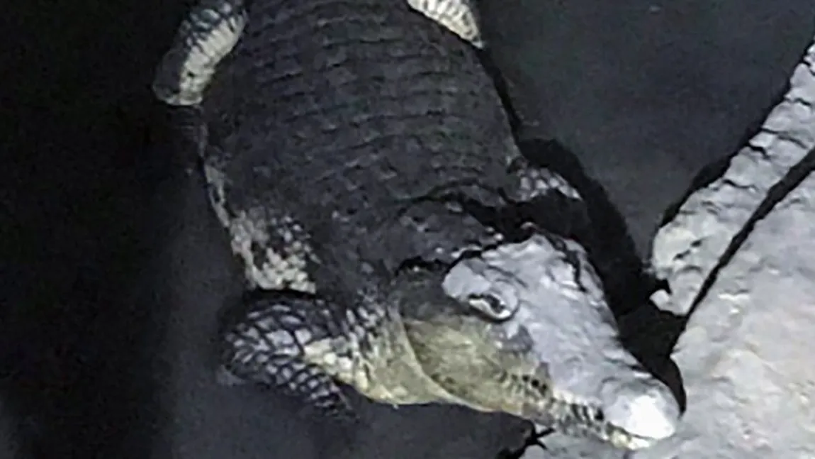 Căutau arme, dar au dat peste un crocodil de doi metri. Descoperire şocantă a poliţiştilor, în subsolul unei case