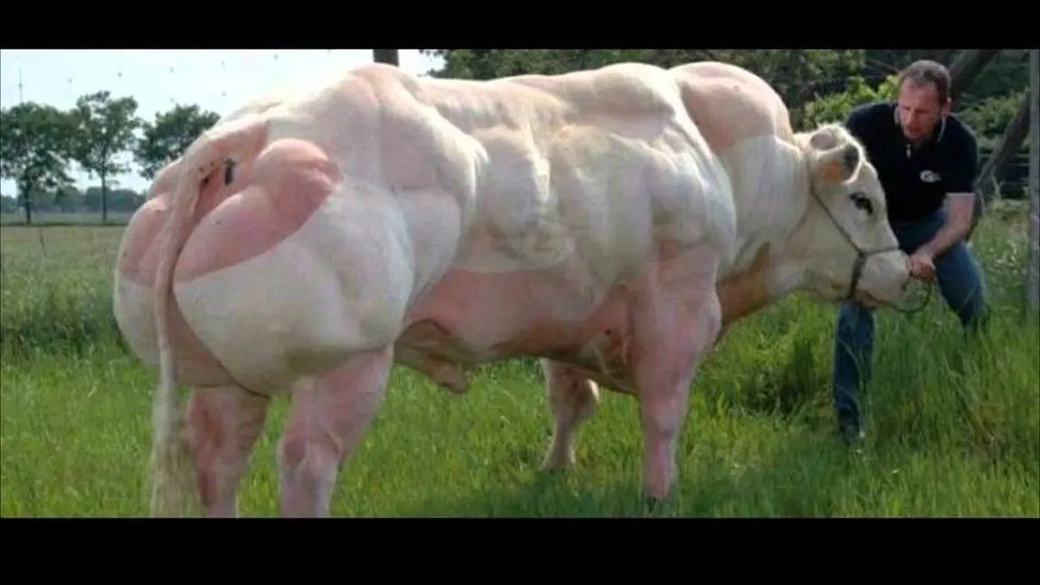 Tauri crescuţi pentru carne. Arată mai înfricoşător decât culturiştii VIDEO INCREDIBIL