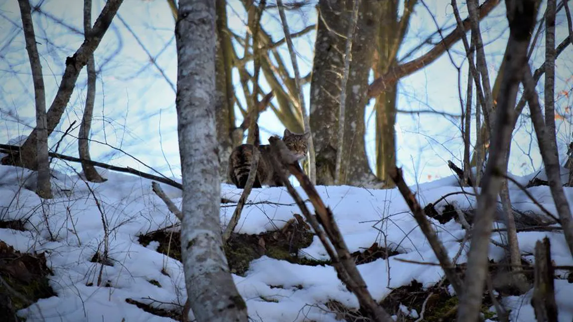 Imagini rare într-o pădure din România, o pisică sălbatică a fost fotografiată de rangeri