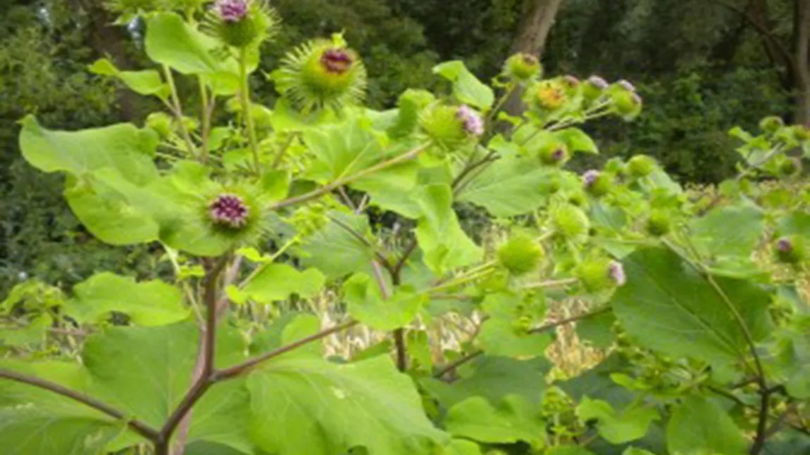 Planta-minune care vindecă SPONDILOZA cervicală creşte în toate şanţurile. Află ce este şi care e reţeta tămăduitoare
