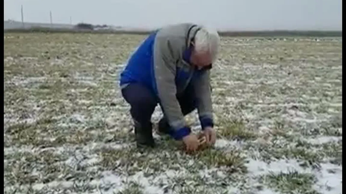 Ministru în viscol. Petre Daea verifică starea culturilor, pe un ger năprasnic VIDEO