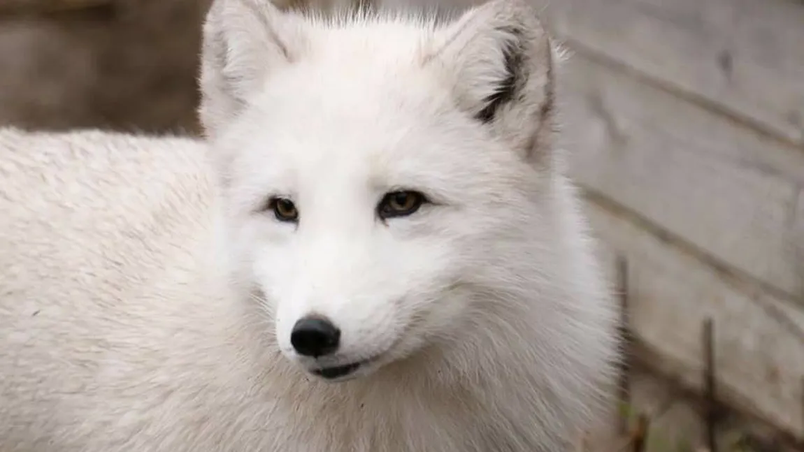 O vulpe polară de la Microrezervaţia din Constanţa a evadat. Animalul a fost prins după câteva ore şi dus înapoi