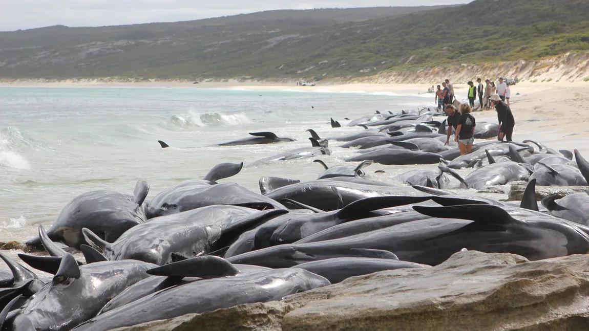 Dezastru ecologic, 135 de balene au eşuat pe o plajă, doar 15 au supravieţuit