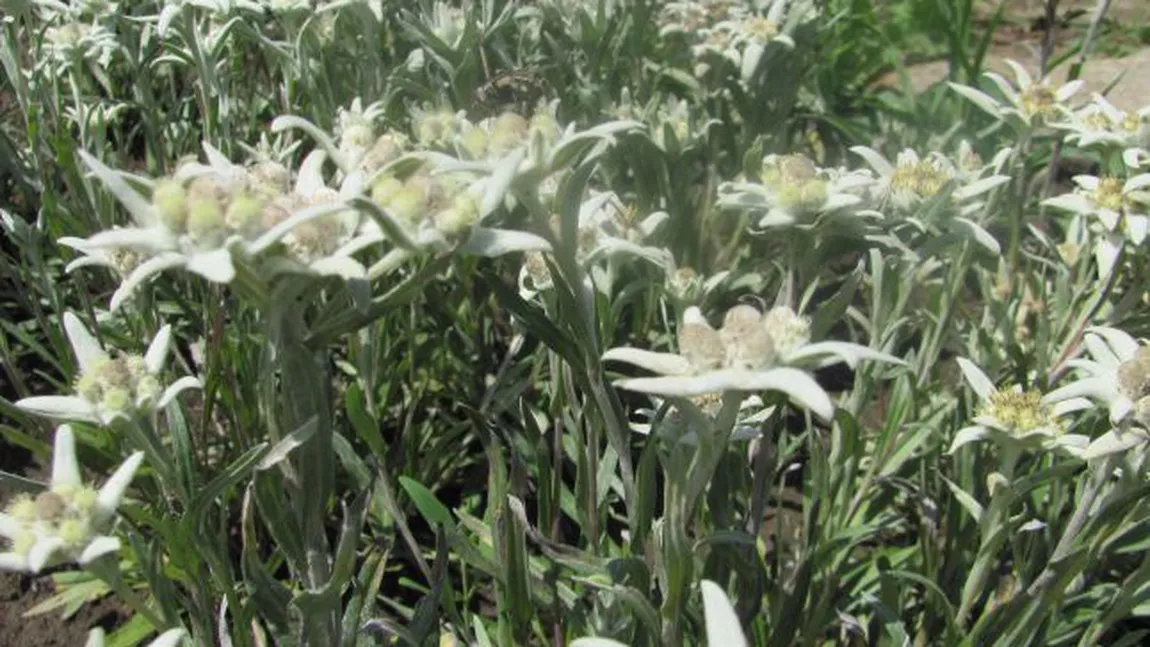 Floarea de colţ, zece lucruri pe care nu le ştiai despre una dintre cele mai rare plante
