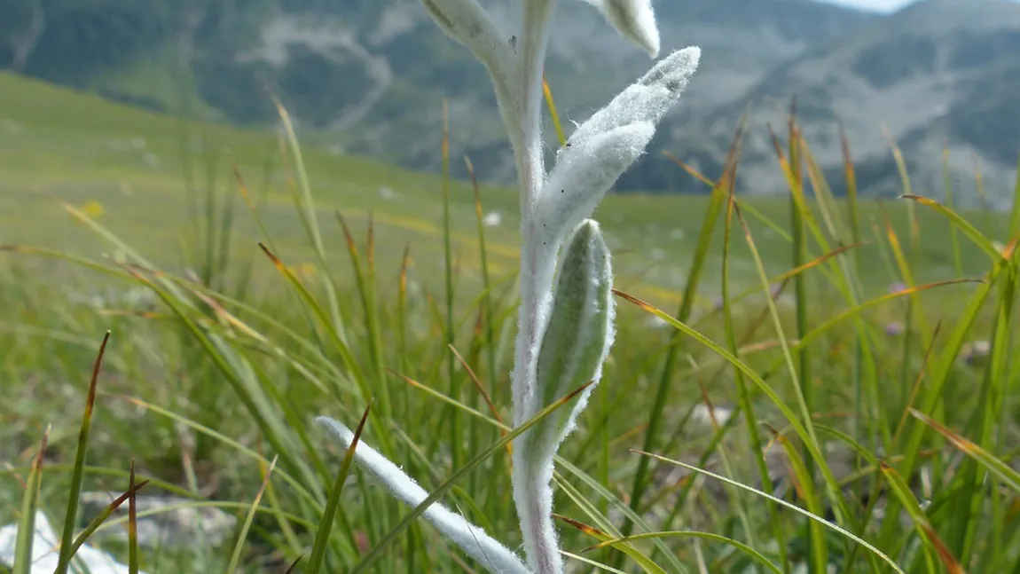 Floarea de colţ i-a enervat pe comunişti. Ce au cenzurat la floarea de colţ