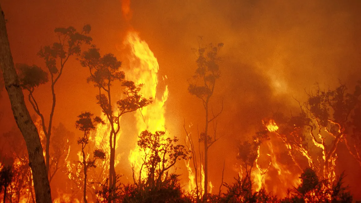 Zeci de case distruse de flăcări din cauza extinderii incendiilor de vegetaţie din Australia