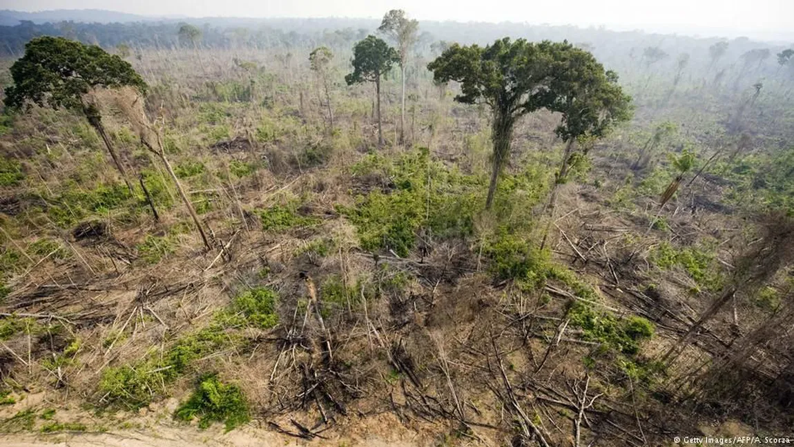 Greenpeace se retrage din FSC, deşi este mebru fondator. Grupul denunţă eşecul în domeniul protecţiei pădurilor