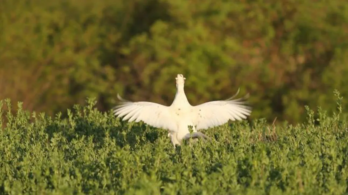 Fazan alb dintr-o specie rară, împuşcat. Vânătorii din Alba sunt indignaţi: Acest minunat exemplar a ajuns supă de tăieţei