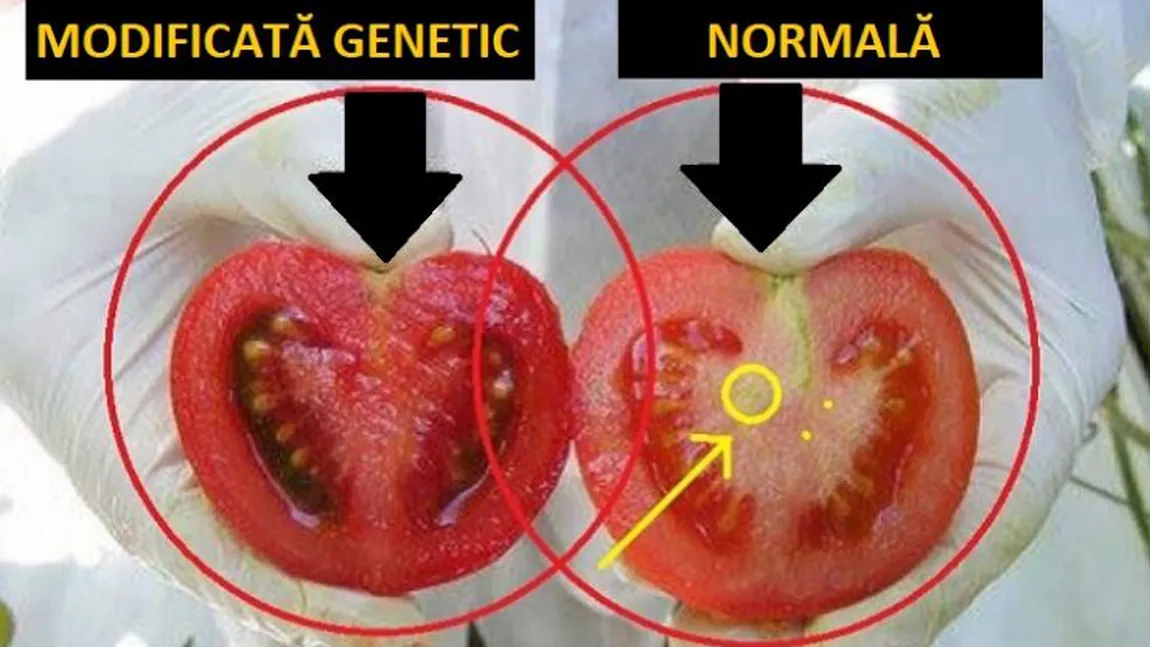 Otrava care este consumată zilnic de toată lumea: cum să faci diferenţa dintre roşiile modificate genetic şi cele sănătoase