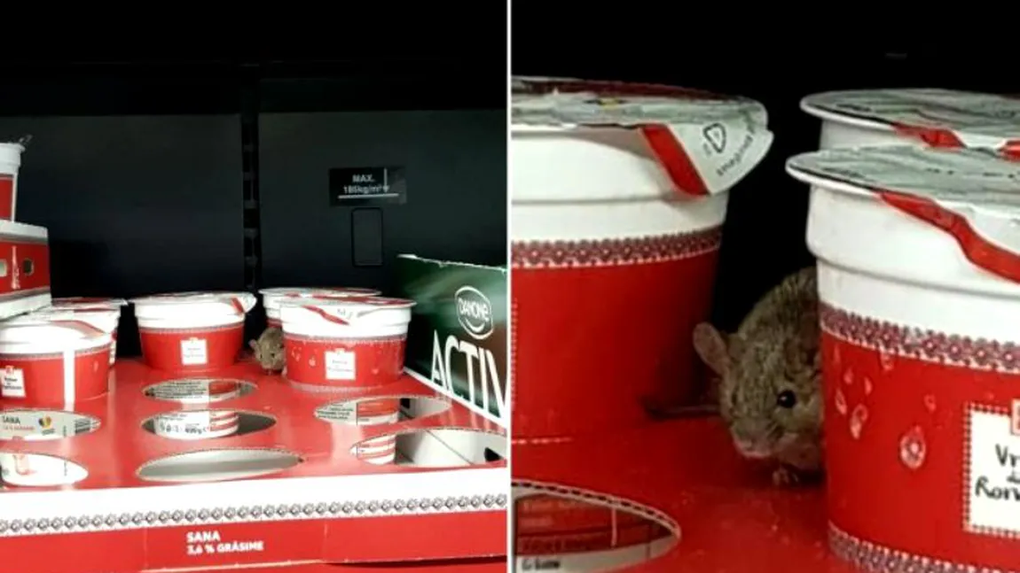 Şoarece filmat într-un supermarket din Arad. Se plimba pe raftul cu lactate VIDEO