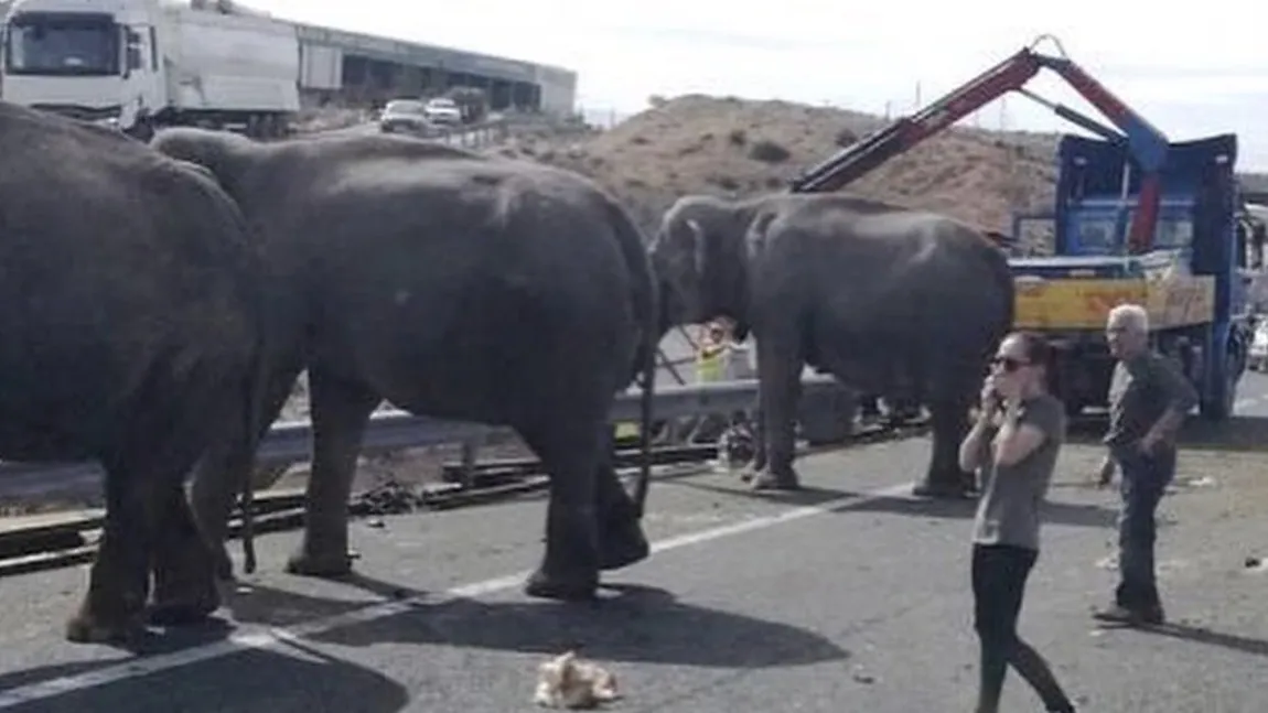 Un camion care transporta elefanţi s-a răsturnat în Spania. Un animal a murit GALERIE FOTO
