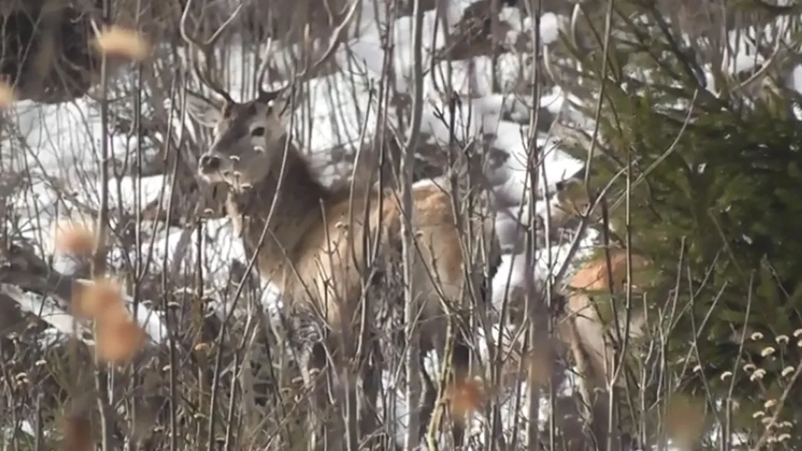 Imagini spectaculoase cu mai mulţi cerbi şi o ciută, surprinse în Parcul Naţional Călimani VIDEO