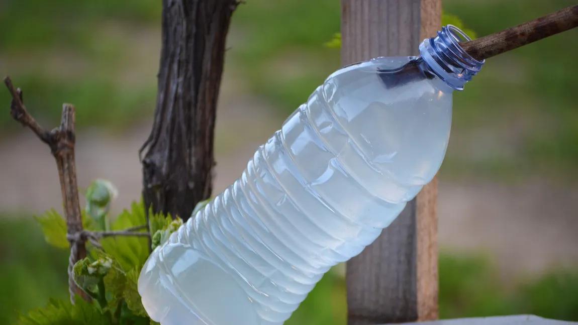 Cum să foloseşti seva viţei de vie pentru vindecarea corpului