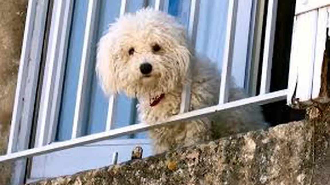 Animale de companie la bloc. Pot fi obligaţi proprietarii acestora să plătească suplimentar pentru ele?