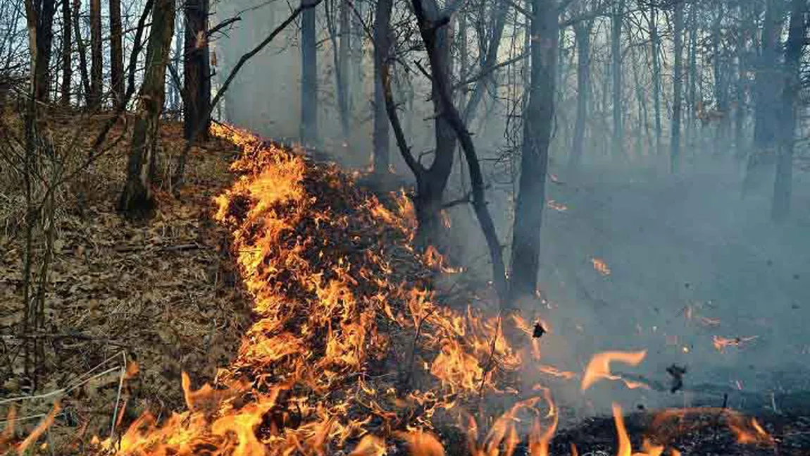 Incendiu VIOLENT: Peste 175 de pompieri intervin pentru stingerea flăcărilor care au cuprins şase hectare de litieră