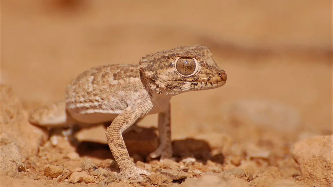 Genocid la o Grădină Zoologică din Suedia. Peste 500 de şopârle exotice au fost omorâte cu azot lichid