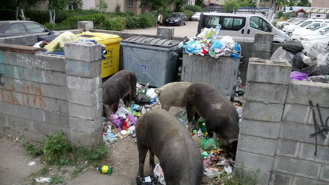 Porci printre gunoaiele din Arad. Mizeria zace în jurul containerelor negolite de firma de salubrizare