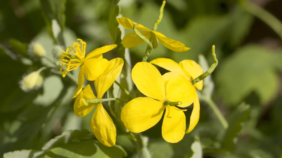 Descoperă plantele care scad colesterolul