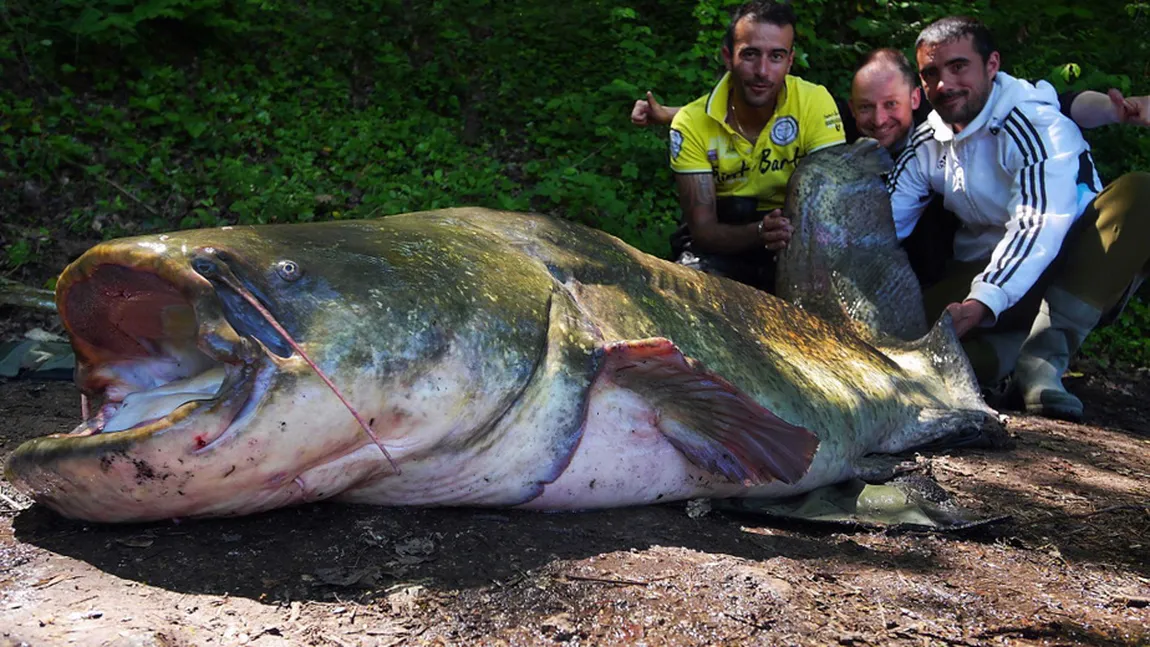 Captură impresionantă. Au prins un somn de 2,47 metri