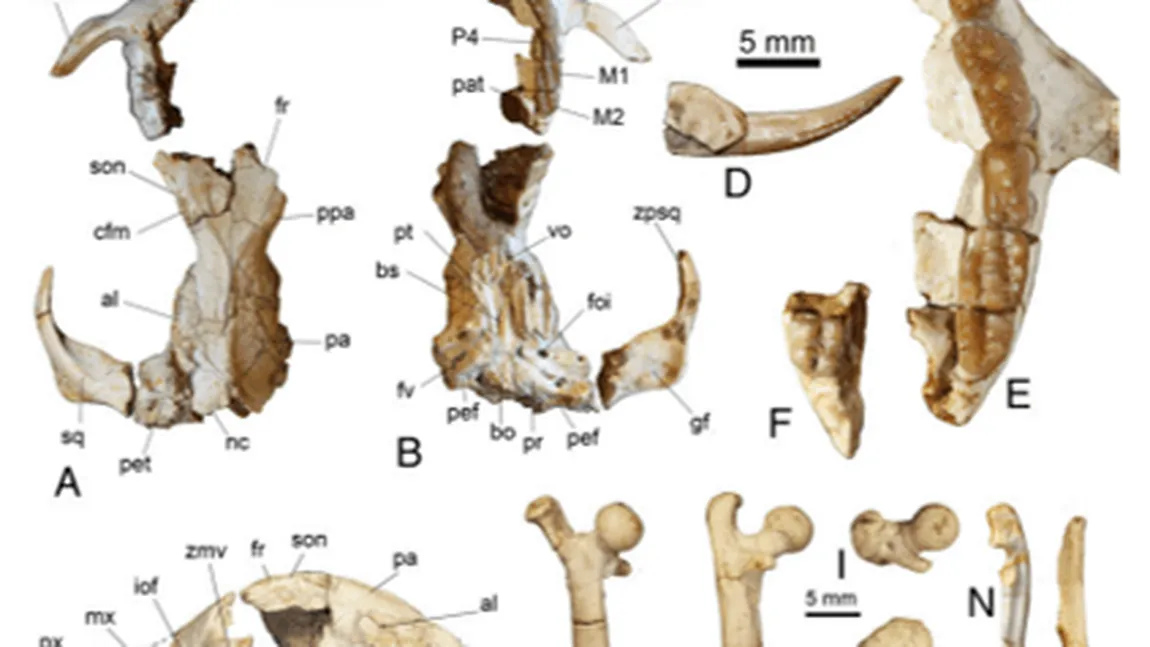 Fosilele unui mamifer preistoric, contemporan cu dinozaurii pitici, descoperite în Geoparcul Dinozaurilor din Hunedoara