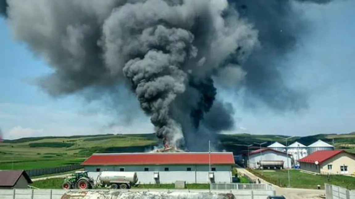 Pompieri, jandarmi și militari intervin pentru înlăturarea efectelor incendiului în care au ars 1.700 de scroafe şi purcei