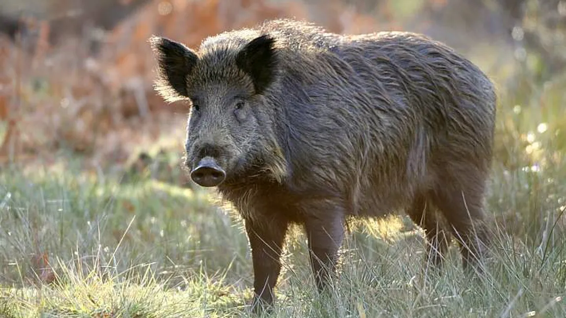 Nou caz de pestă porcină africană detectat în România