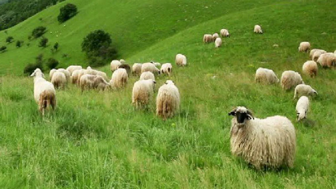 Blana de oaie nu mai are valoare în România