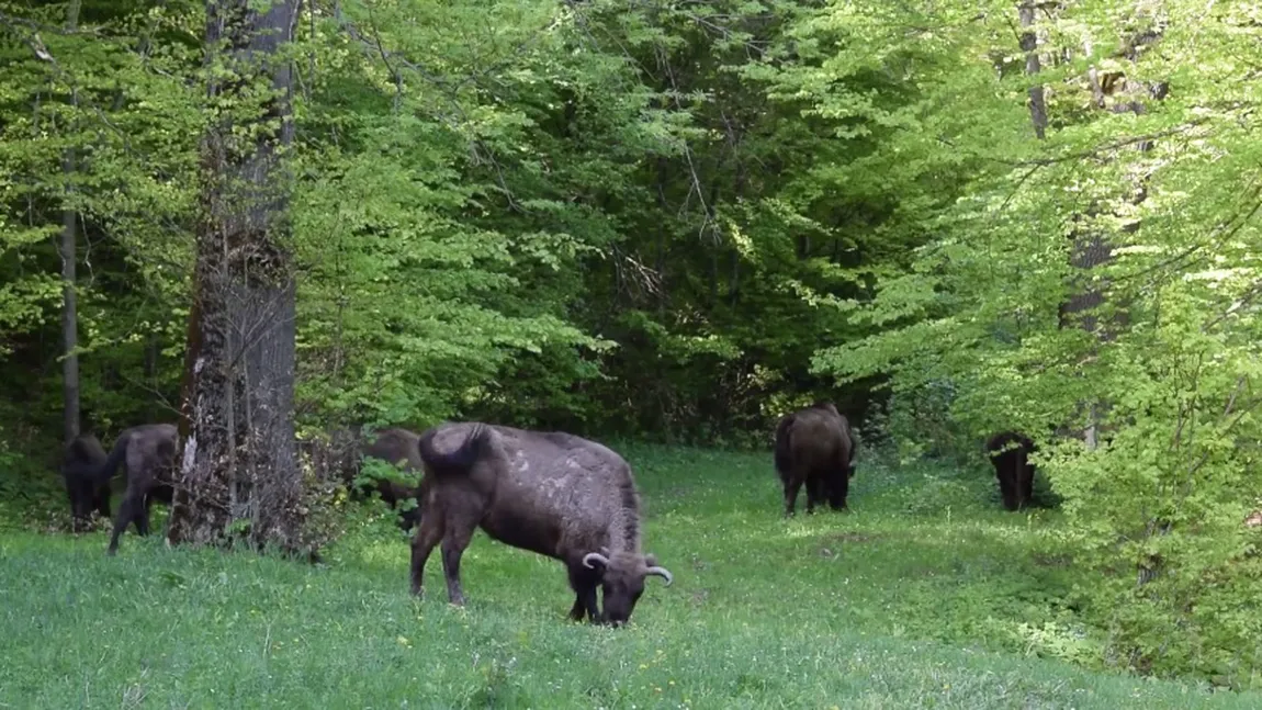Turmă de zimbri, în libertate. Imagini rare într-o pădure din România VIDEO
