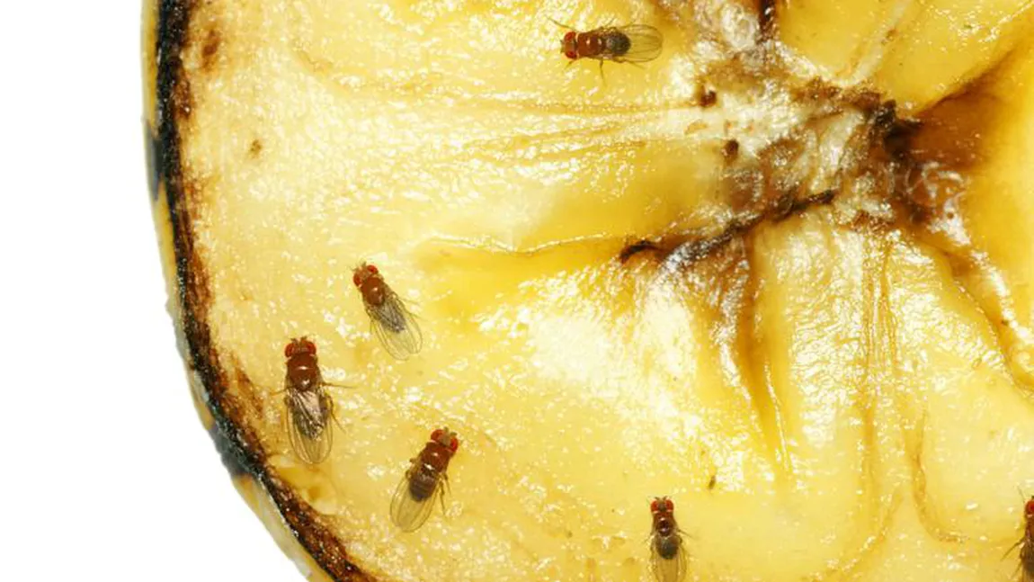 Trucuri naturale să scapi de musculiţele de oţet