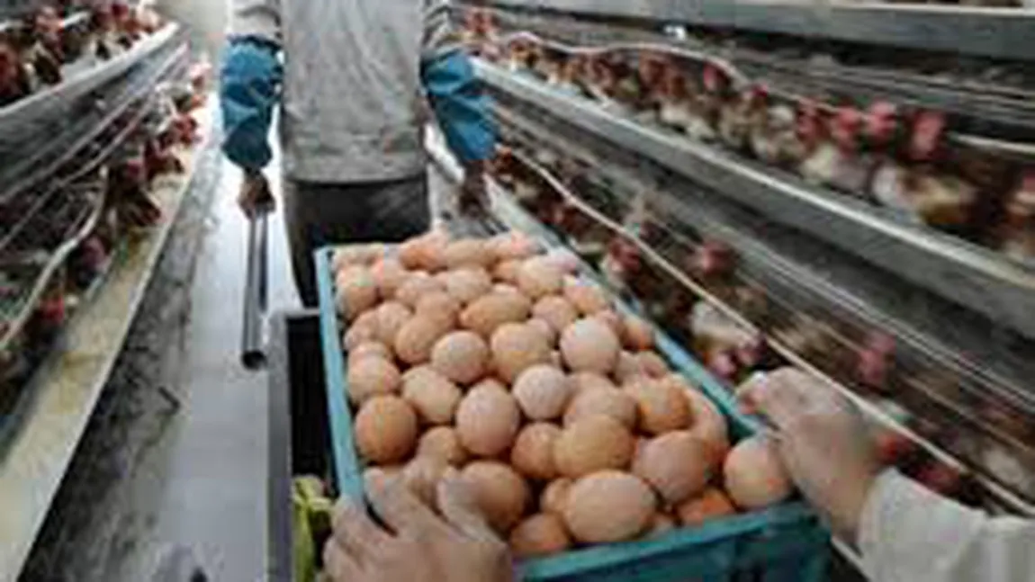 Scandal alimentar: 4,3 milioane de ouă contaminate cu antibiotice, retrase de pe piaţă