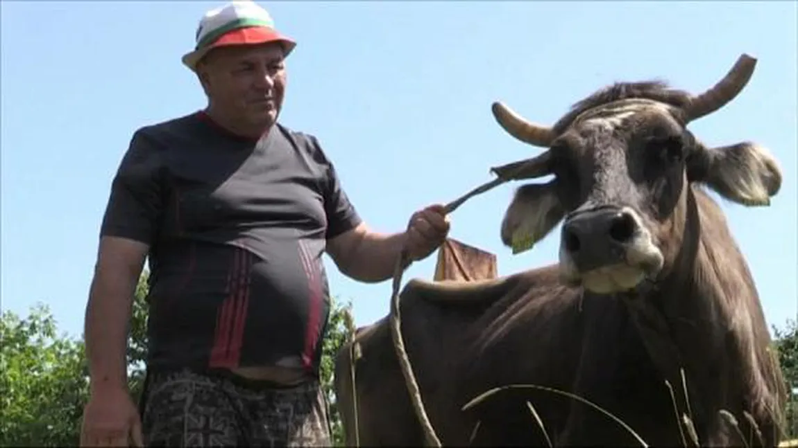 Vaca Penka a fost graţiată, nu va fi sacrificată pentru că a trecut ilegal graniţa UE