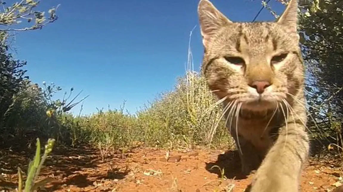 Pisicile fac ravagii în Australia. Ucid anual 650 de milioane de reptile