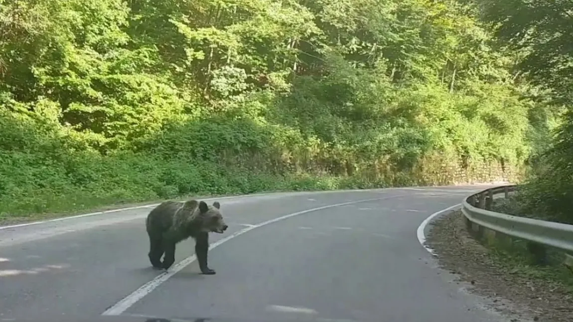 După Şoni, ursul de la Sfânta Ana, apare o nouă vedetă carpatină: ursul Van Damme de pe Transfăgărăşan
