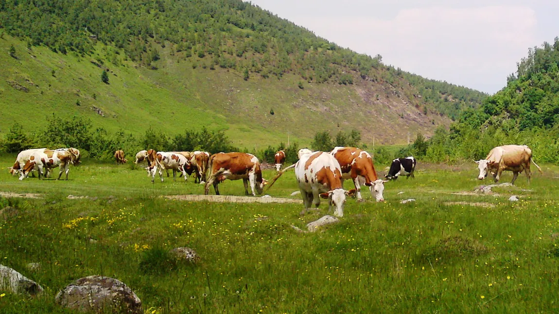 O cireadă de vaci a dispărut fără urmă de pe un câmp din Gorj. Incredibil ce au descoperit sătenii