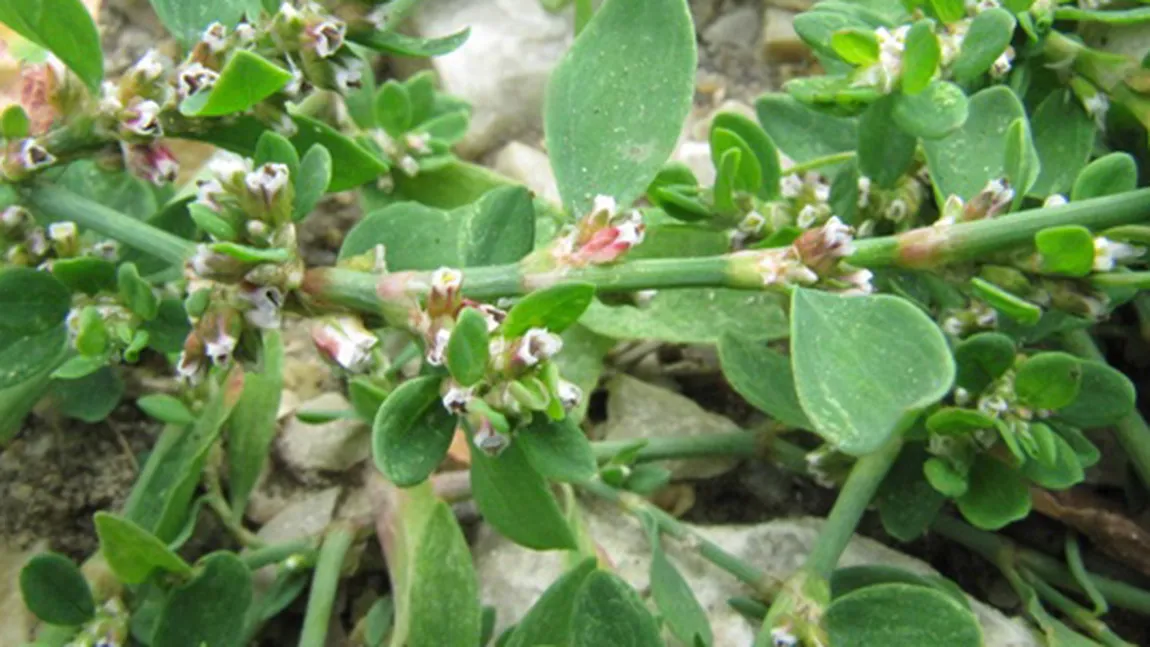 Troscotul japonez, buruiana care a invadat România. Vezi de ce este periculoasă această plantă
