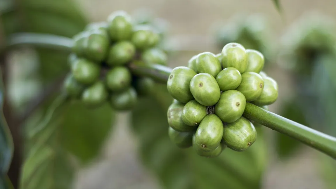 Cafea verde. Ghid complet despre utilizări, beneficii şi contraindicaţii